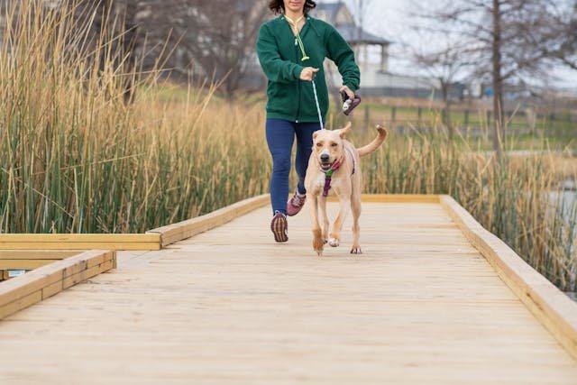 Easier Support for Your Dog's Digestive Health: Probiotic Chew