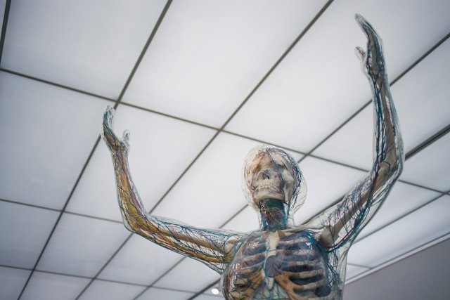 Healthy Circulation: The Key to Whole