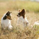 How Daily Supplements Can Support Dogs in Seasonal Transitions