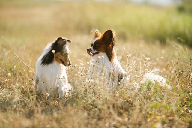 How Daily Supplements Can Support Dogs in Seasonal Transitions