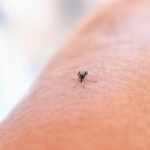 Best Summer Mosquito and Tick Control Options