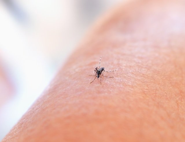 Best Summer Mosquito and Tick Control Options