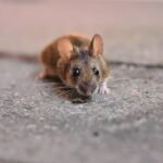 Impact of Rodents on Family Health and Risk Mitigation Strategies