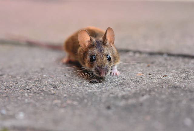 Impact of Rodents on Family Health and Risk Mitigation Strategies